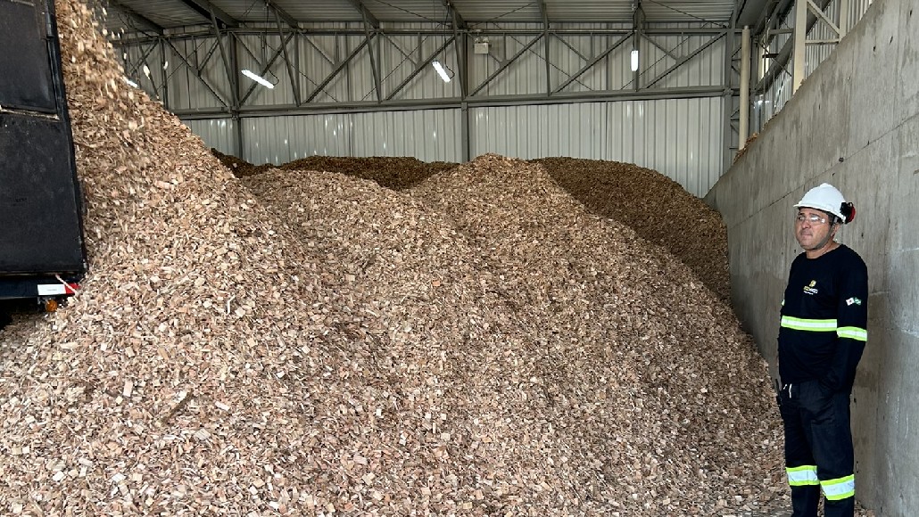 Biomassa: veja alguns tipos de biomassa